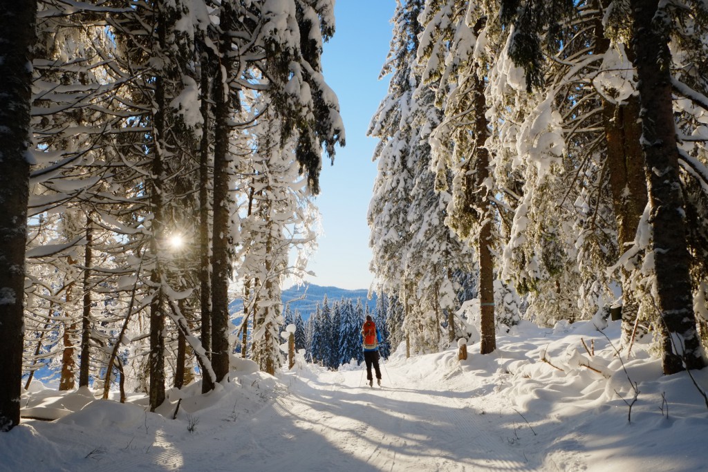 Morgensol i skogen mellom Katnosa og Kikut