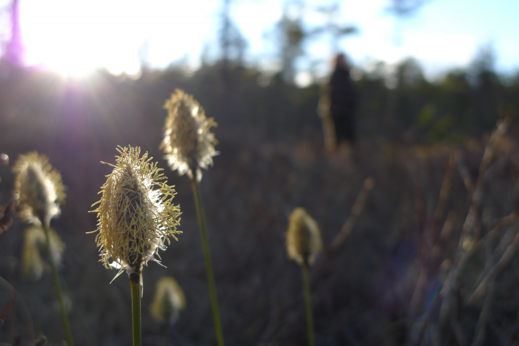 Vi finner vårtegn i skogen og nyter varmen fra solstrålene