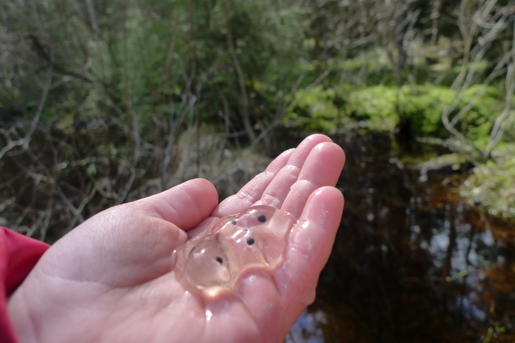 Vi finner mye spennende i vårskogen. Froskeegg er gøy å få kjenne på!