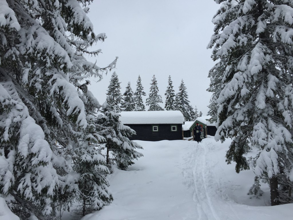 Plutselig dukker det opp ei liten hytte mellom snødekte trær.