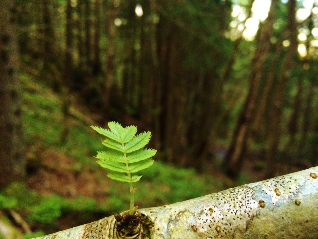 Skogen vokser