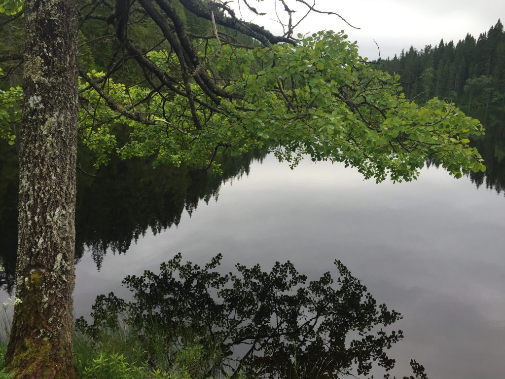 Ospelauvet speiler seg i Skjennungvannet