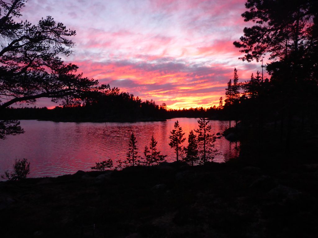 På søken etter skogens ro