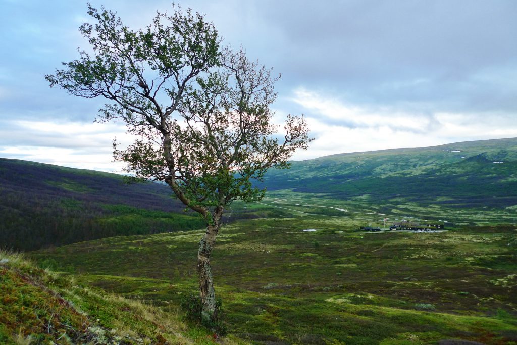 Frodige Grimsdalen er en stor kontrast til de golde fjellområdene rundt.