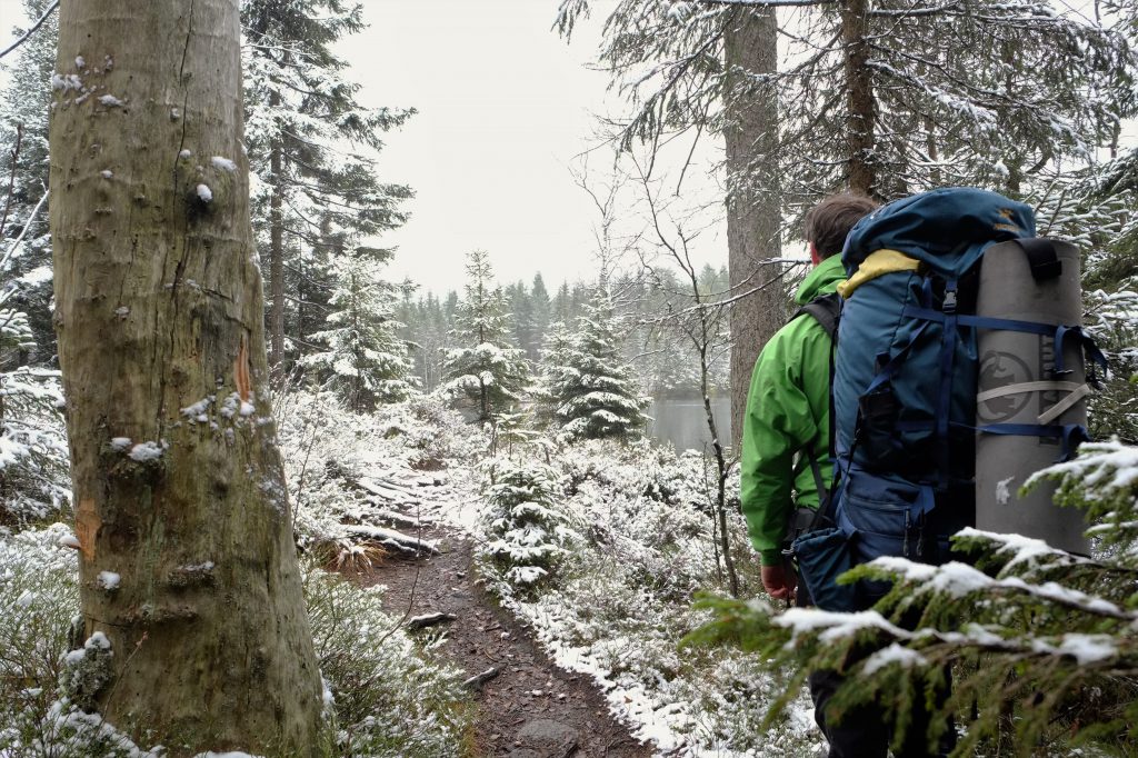 God morgen, stille skog