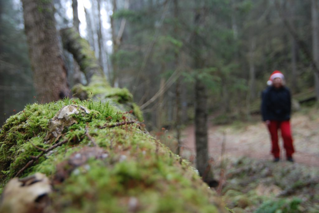 Østmarkas gammelskog venter på julebesøk